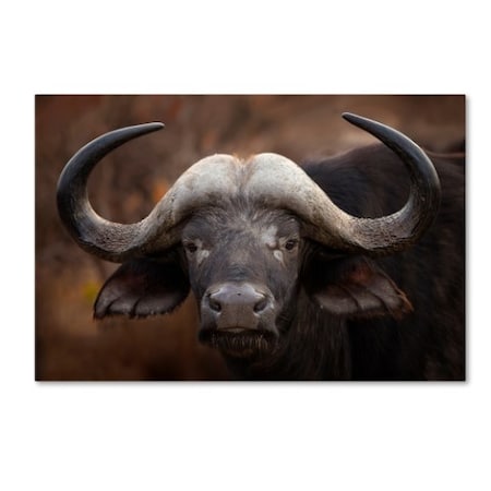 Trademark Fine Art Mario Moreno 'A Buffalo Portrait' Canvas Art, 30x47 1X00258-C3047GG